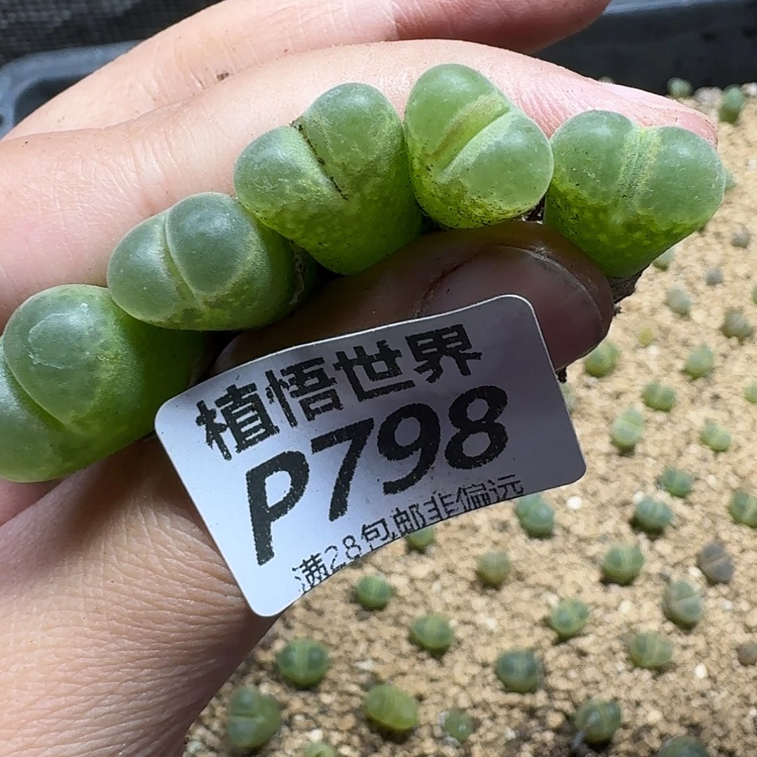 多肉植物的润泽gbn