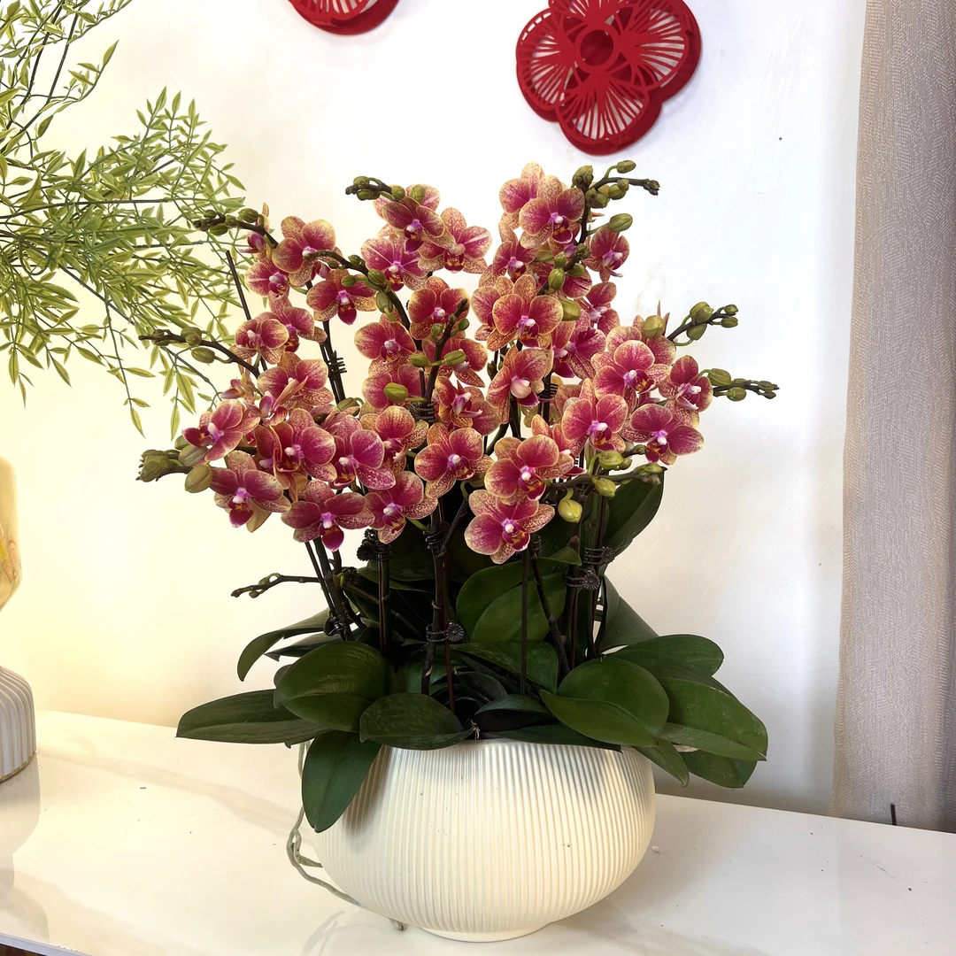 【金蝶-蝴蝶兰】 轻奢 中式 禅意 绿植盆栽 年宵花