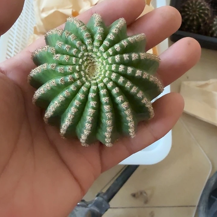 向***园仙人球彩草歪静静