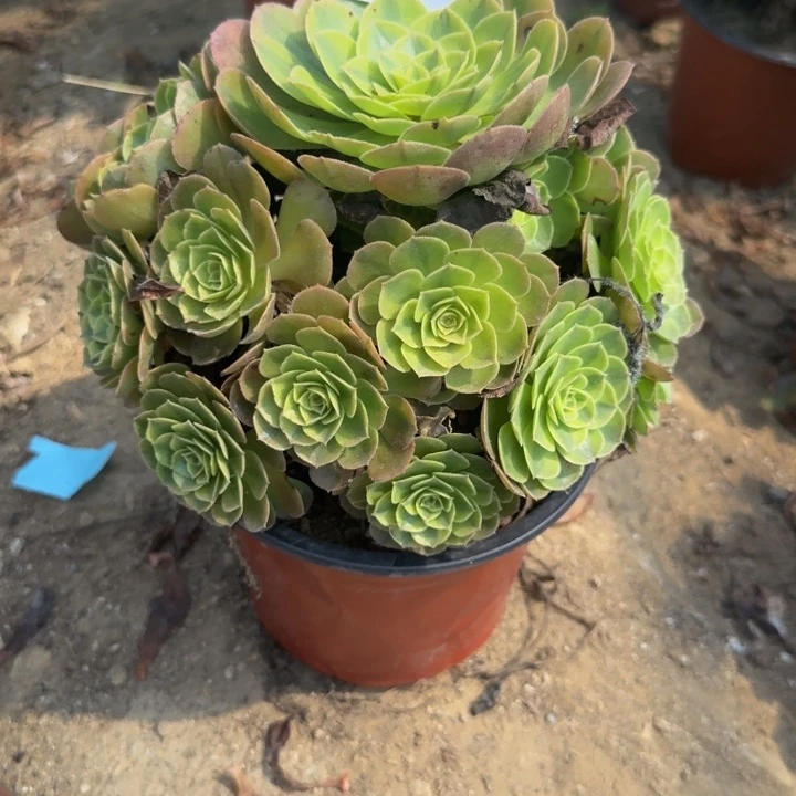 华***姐350。雨荷。多肉植物