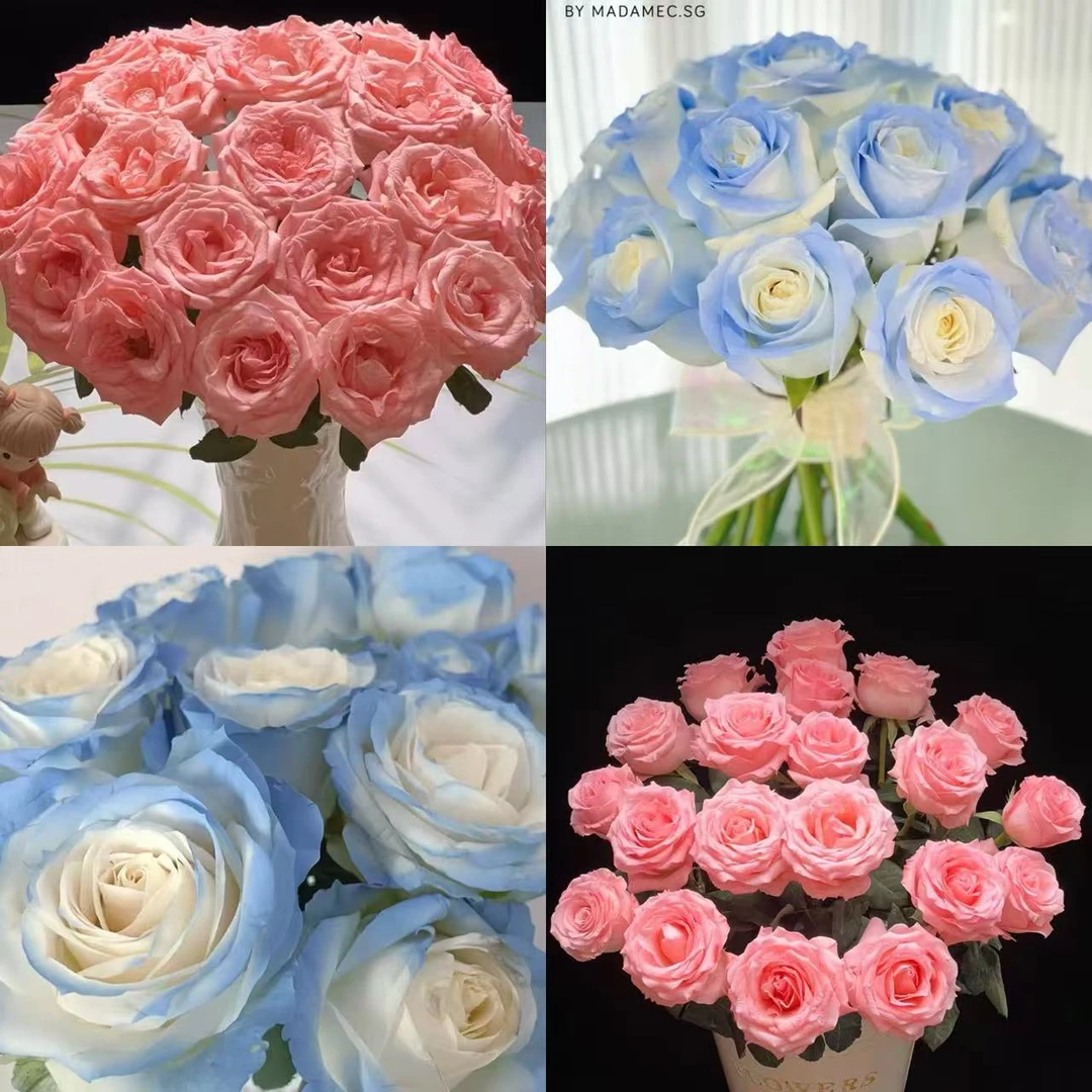 【花予专属】10枝碎冰蓝单头玫瑰+10枝粉玫瑰  云南鲜切花