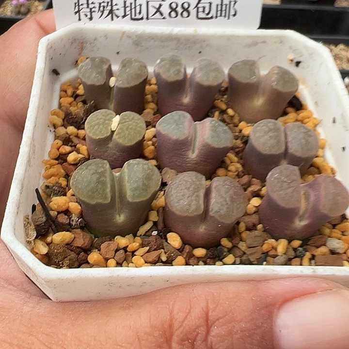无花朵059号磁铁风铃一盒
