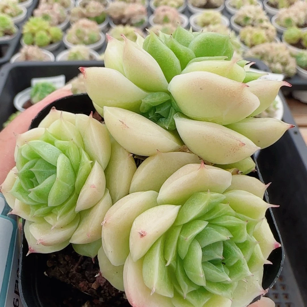 花语逸镜0601-135