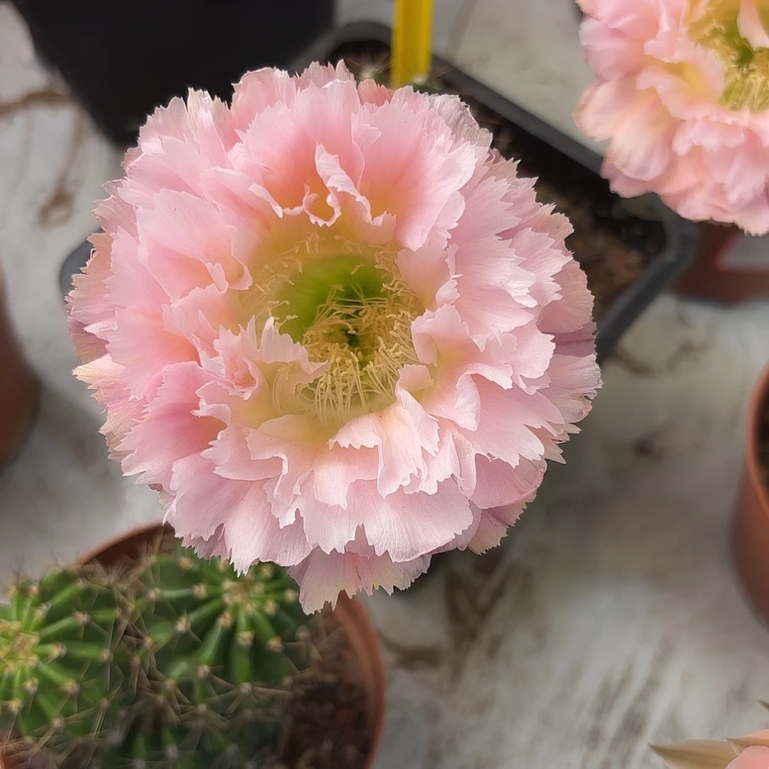 彩草颜如玉3-4公分侧牙