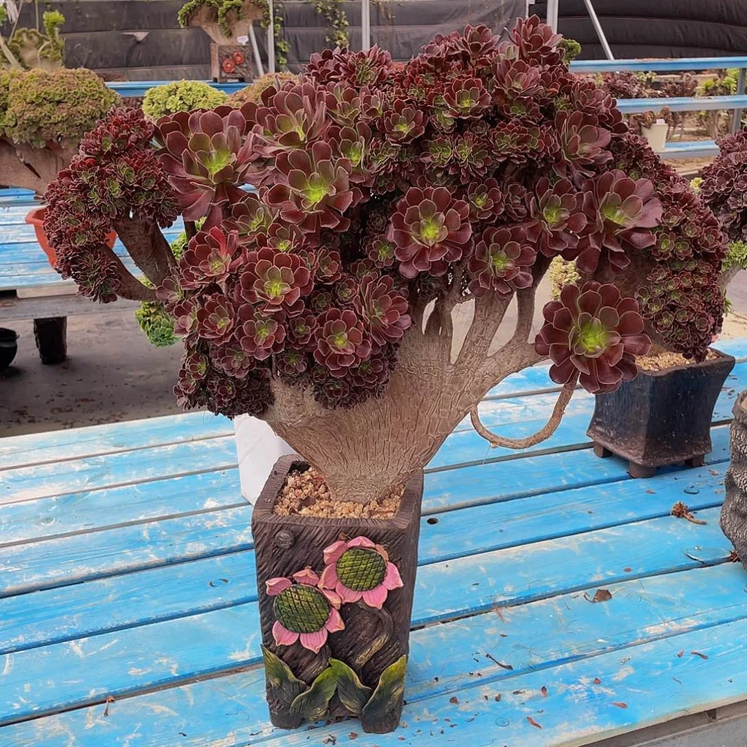 y***c欧子偶偶偶偶偶喜欢一些东西？