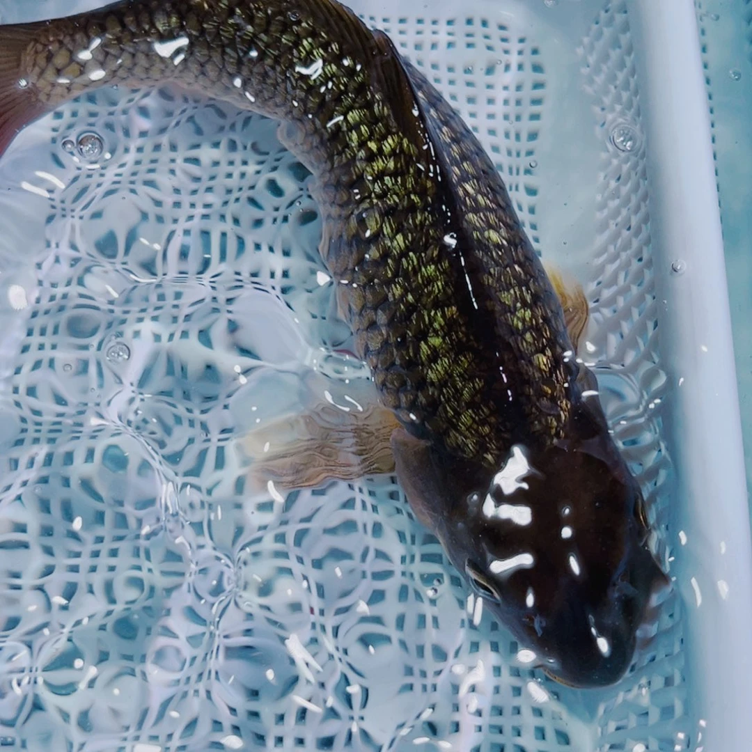 海水鱼锦鲤冷水观赏鱼134