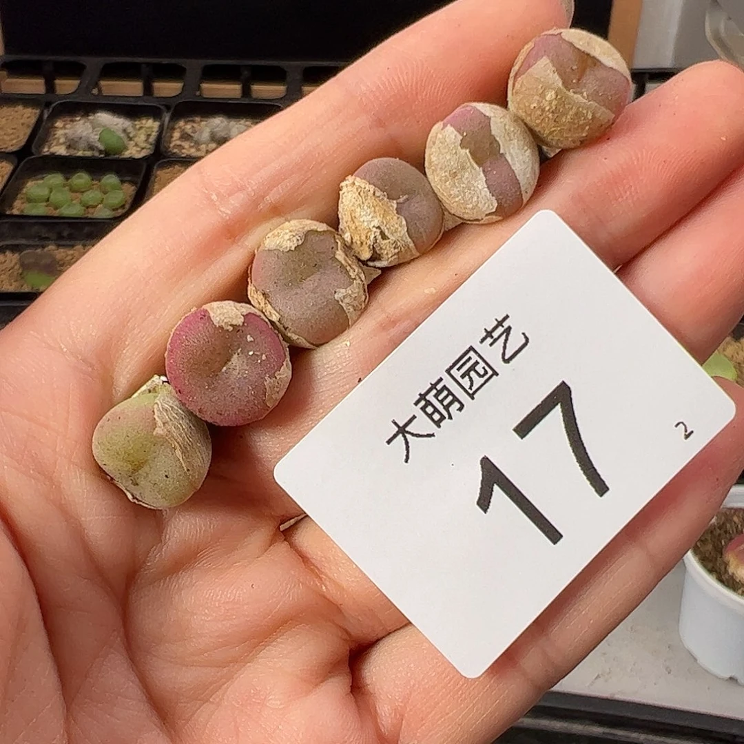 一物一拍          17