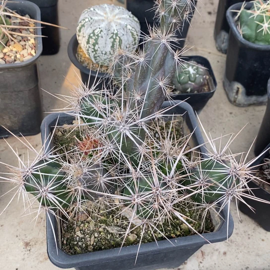 觀武者团扇仙人球