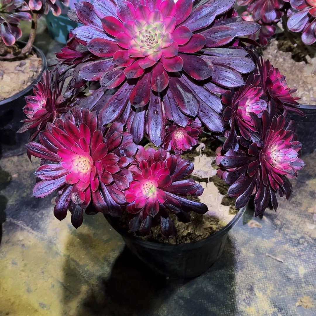 多肉784黑天鹅法师