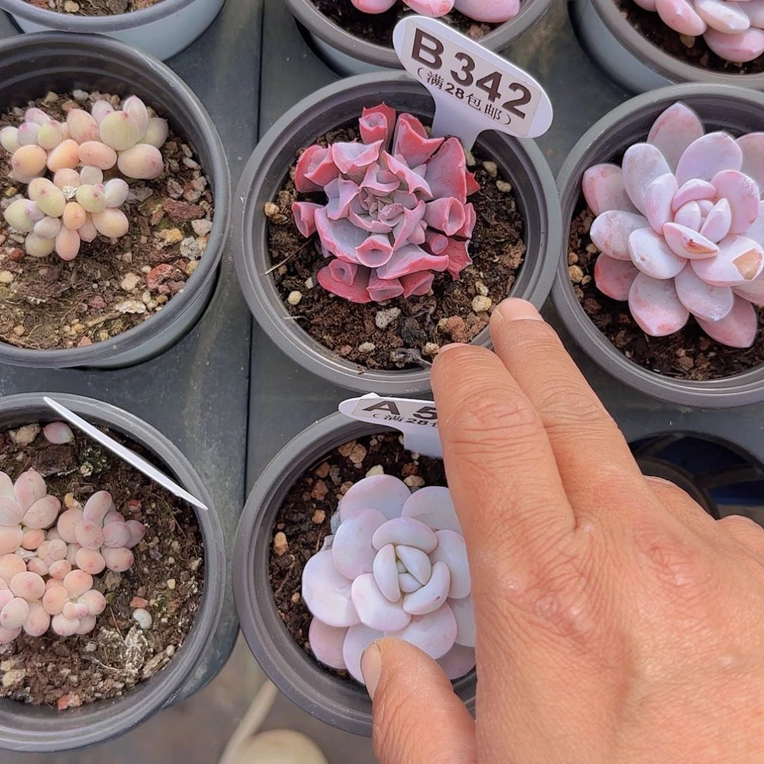 梦**境B342猪鼻子一物一拍