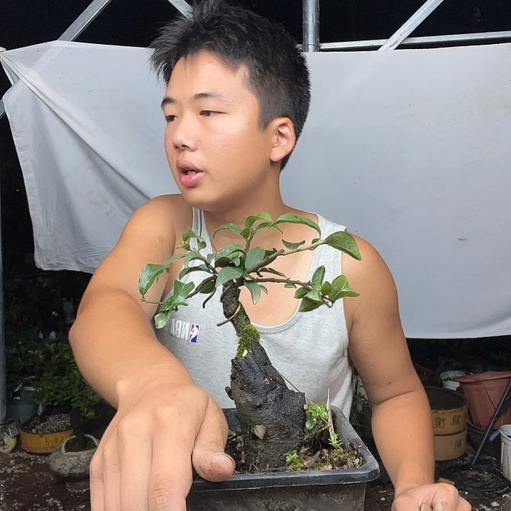 花***痴无花朵金弹子是真的好看