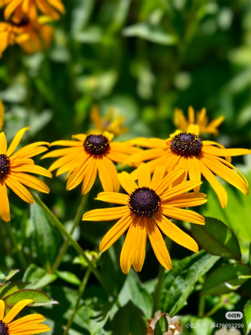 【金光】110盆子（满5盆包邮）四季阳台庭院易活耐寒花卉