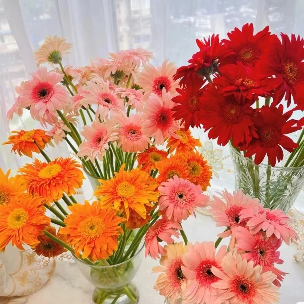 【轶1】非洲菊 记得要一起凑单哦 收到花带包装醒花