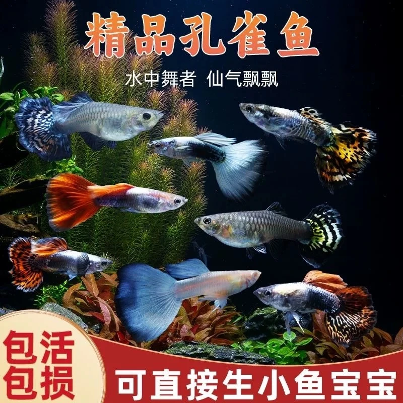 小型淡水热带观赏鱼胎生宠物鱼纯种精品孔雀鱼活体渔场直发包活