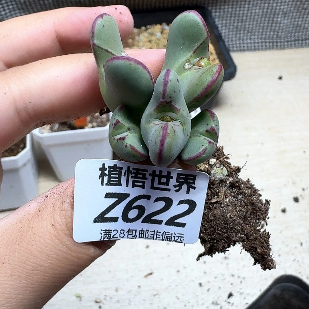 多肉植物的润泽fhnn