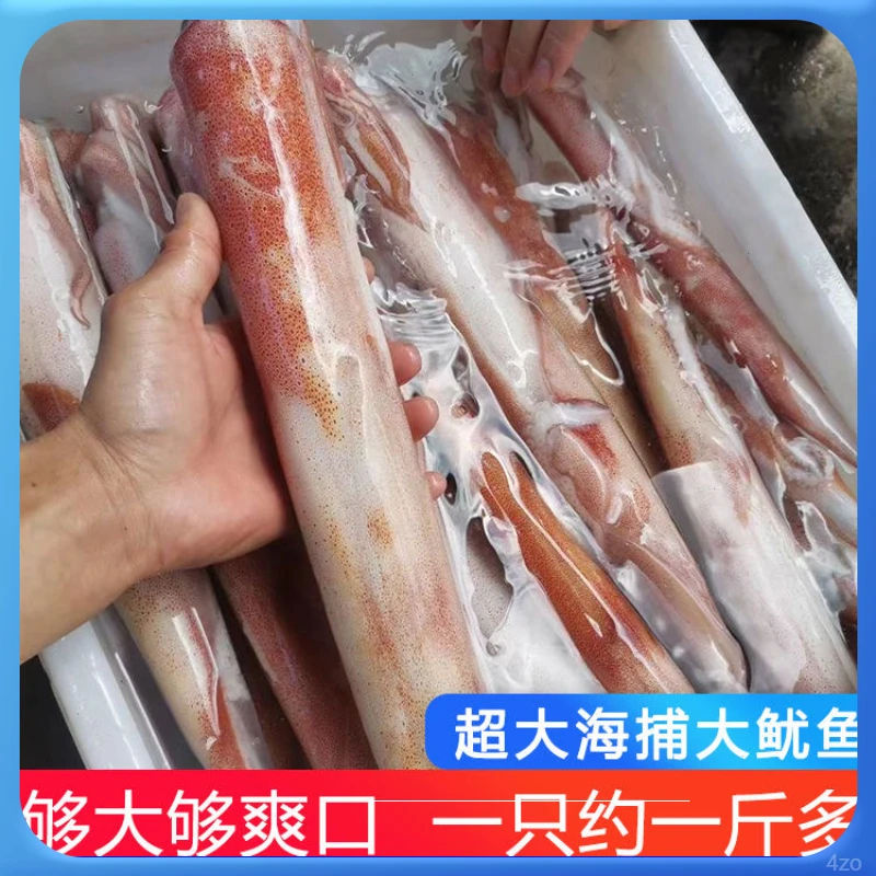 【两只两斤装】东山岛手钓大鱿鱼乌贼活冻火箭管枪鱿鱼鲜活速冻大管