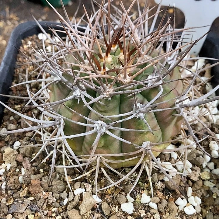 K****g孤品实生原始光琳玉86号