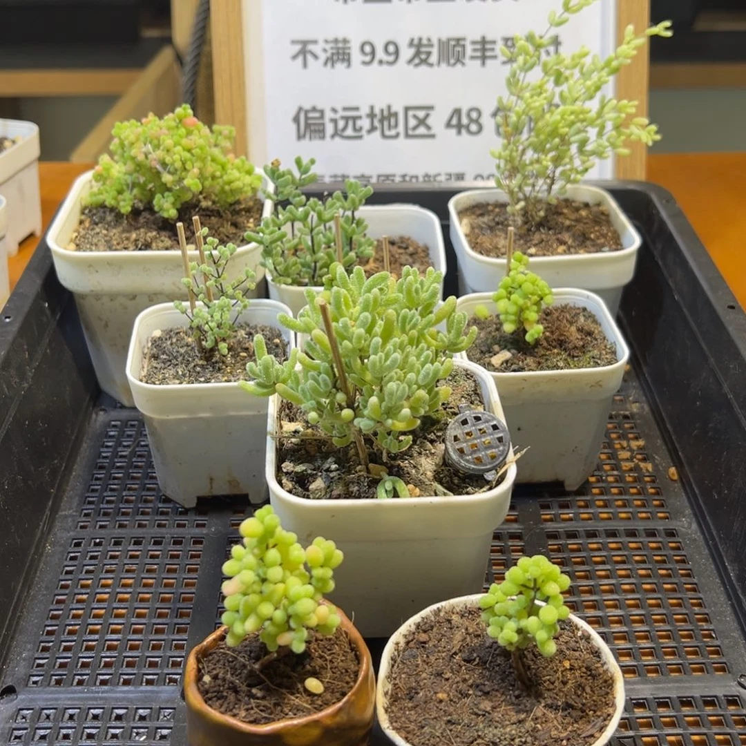 枝干番杏一整框320号