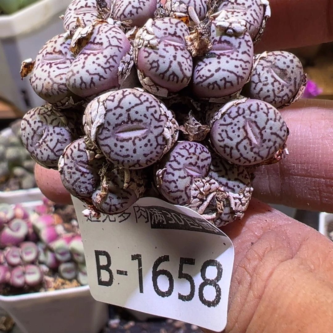 多肉植物11111111111
