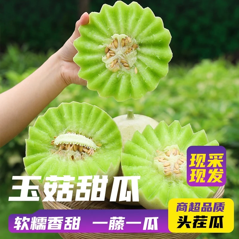 【新鲜速发】正宗玉菇甜瓜头茬现摘现发应季新鲜水果冰淇淋口感软糯