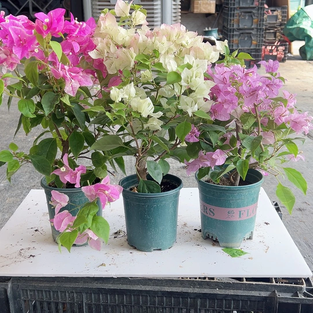 大部分花苞少量开放章红英，绿樱，巴西紫组合