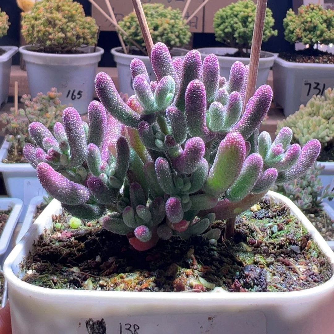 770紫闪光一物一拍包开箱