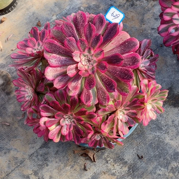 冰****h629红铜超白锦多肉