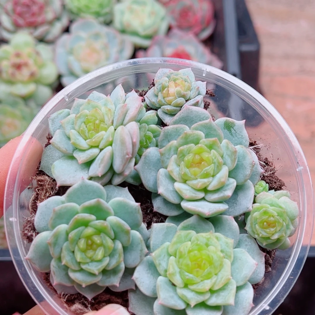 多肉植物多肉植物