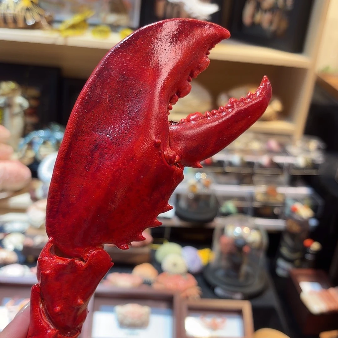 真实巨钳标本制作