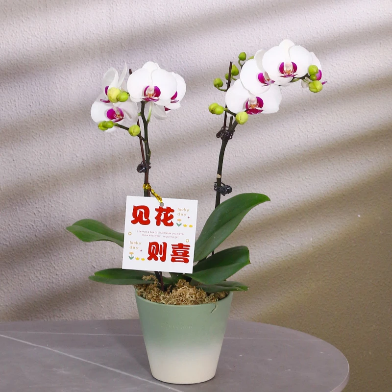 蝴蝶兰带花带盆组好伴手礼送礼茶桌客厅办公室美化装饰多款可选