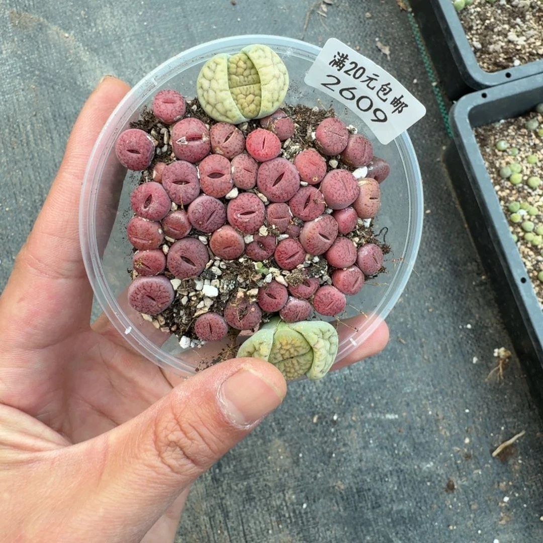 宝*2609。 紫石榴一盒