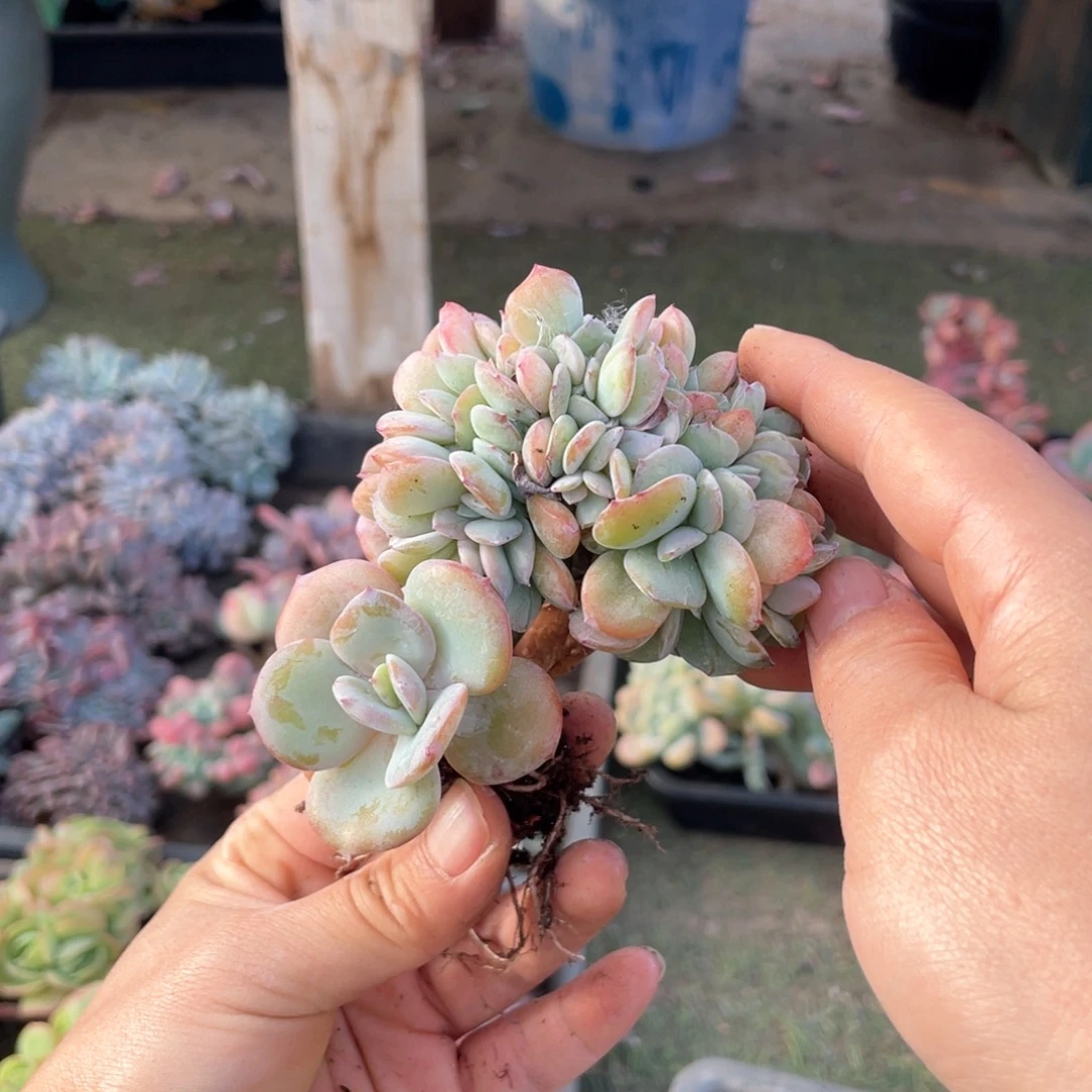 【闪购商品】完全开放白凤缀