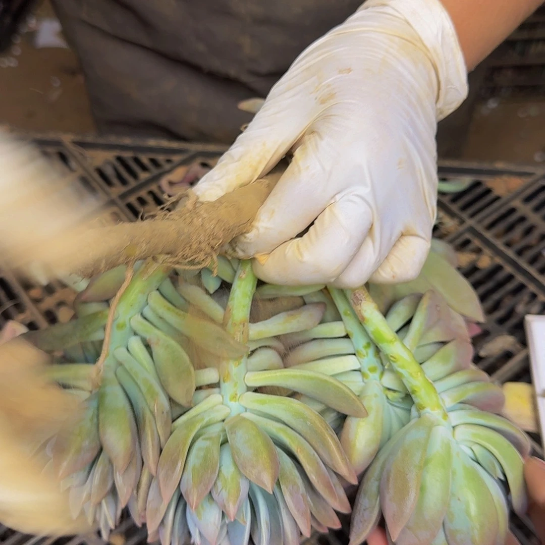 微*初恋一颗不包损7143