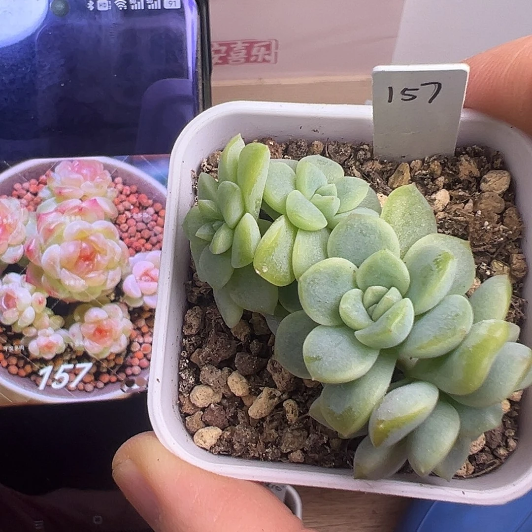 四头157甜心。 下播福利