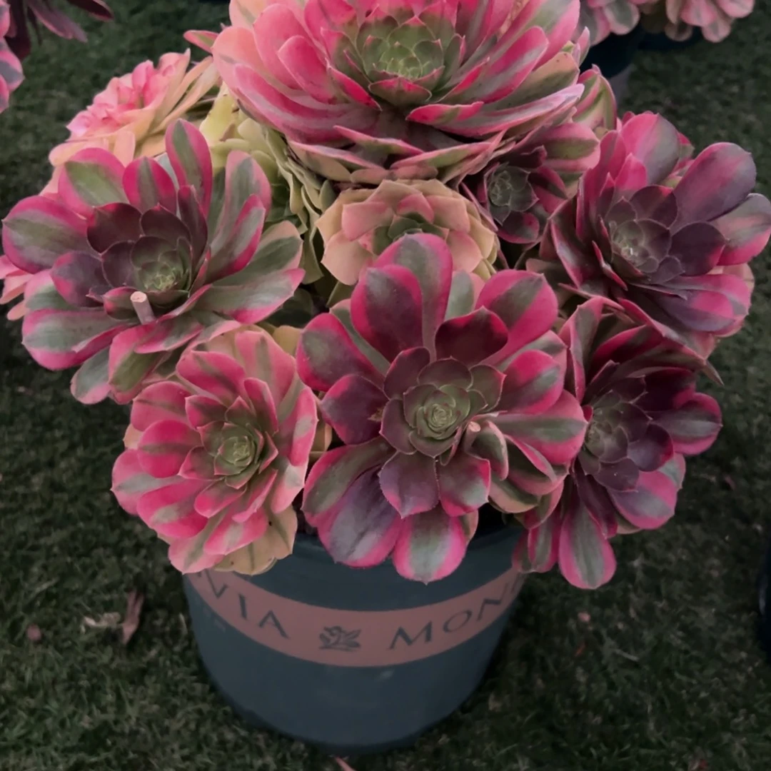 177，雨合多肉植物