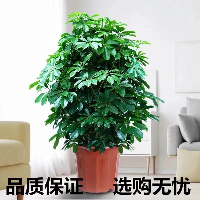 基地直销八方来财鸭脚木招财树盆栽办公室客厅大型绿植好养树