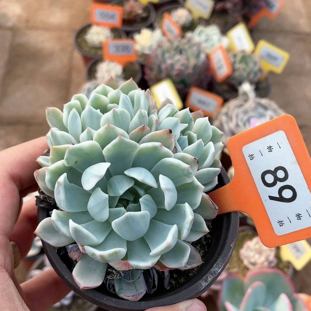 【闪购商品】89号的