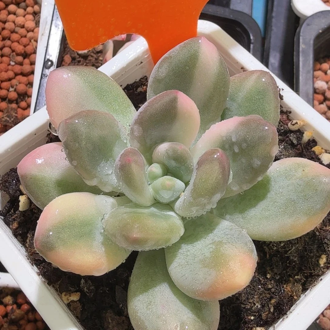 新香水锦，多肉植物