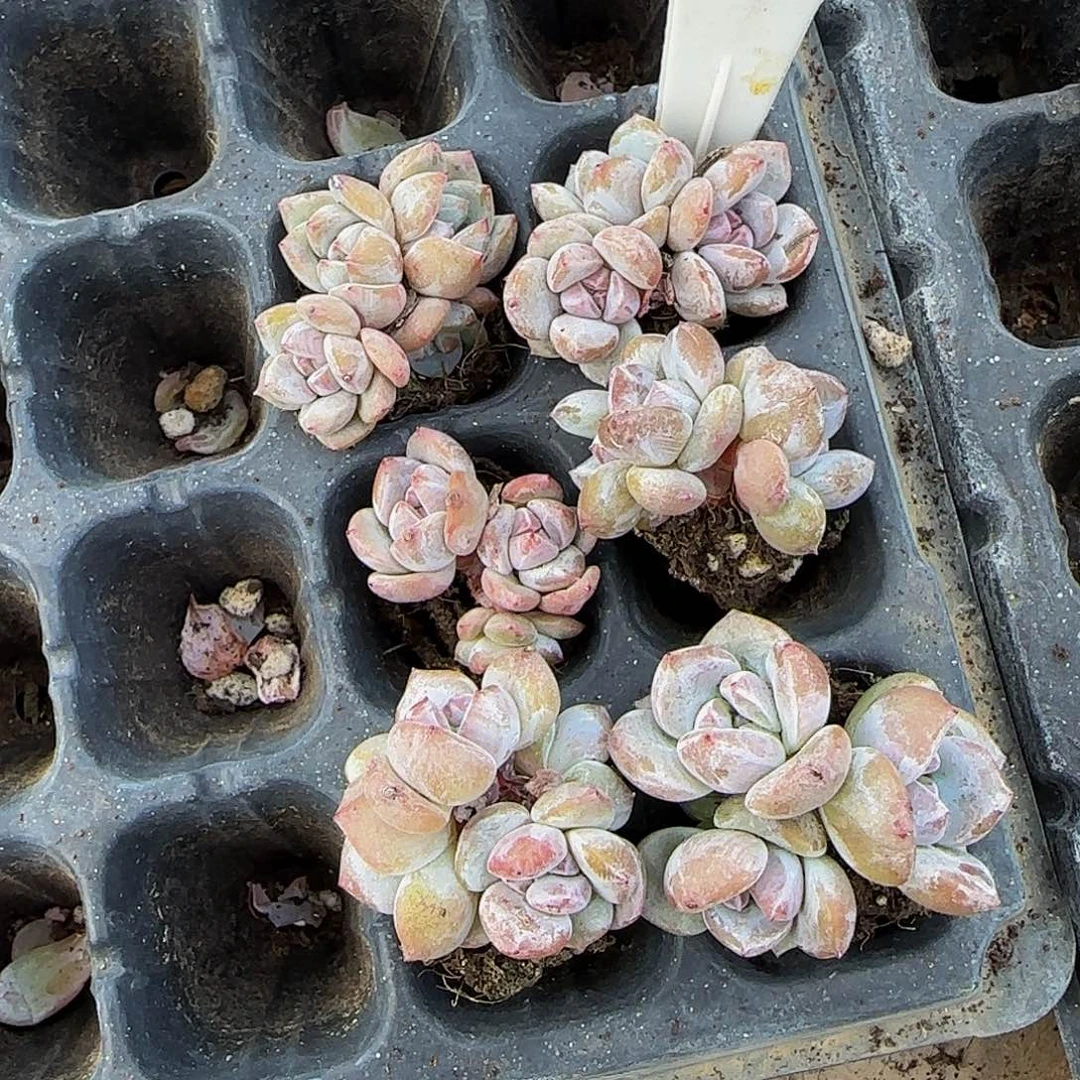 葡****觉083 一物一拍特价福利