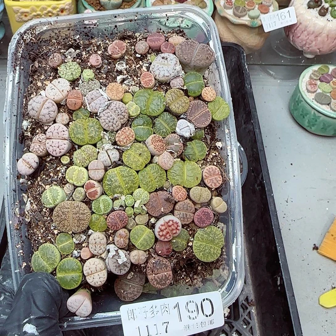 生石花满18包邮1117-190