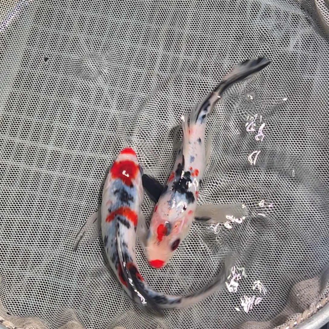 锦鲤锦鲤观赏鱼1111