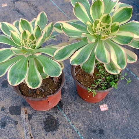 585燕姿锦2棵多肉植物