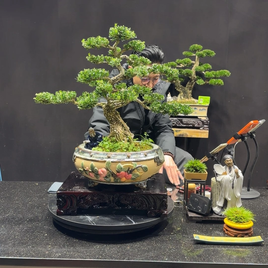 以实际为准黄杨室内室外盆景艺术