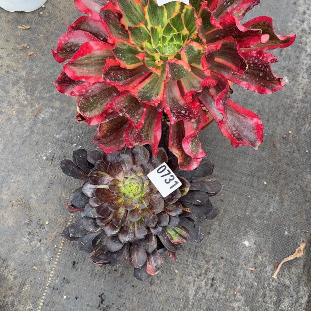 鑫*森魅影，莫兰迪0732.0731发货