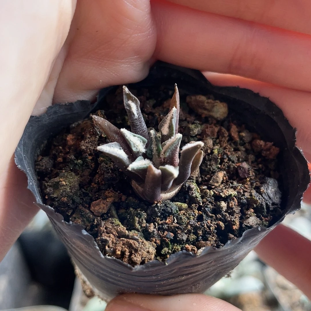 1.5cm实生黑牡丹萝卜根