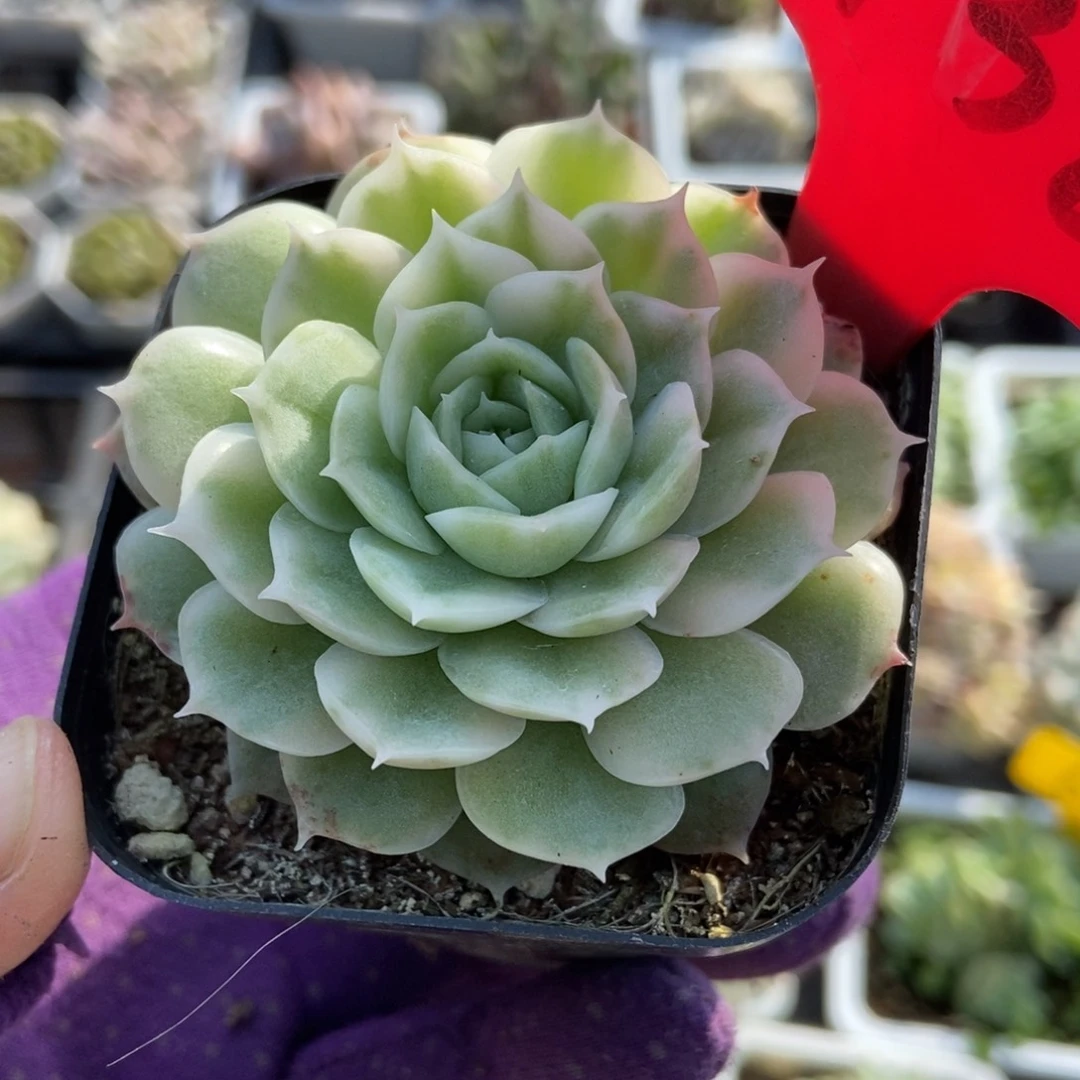 3138盎司诺锦多肉植物