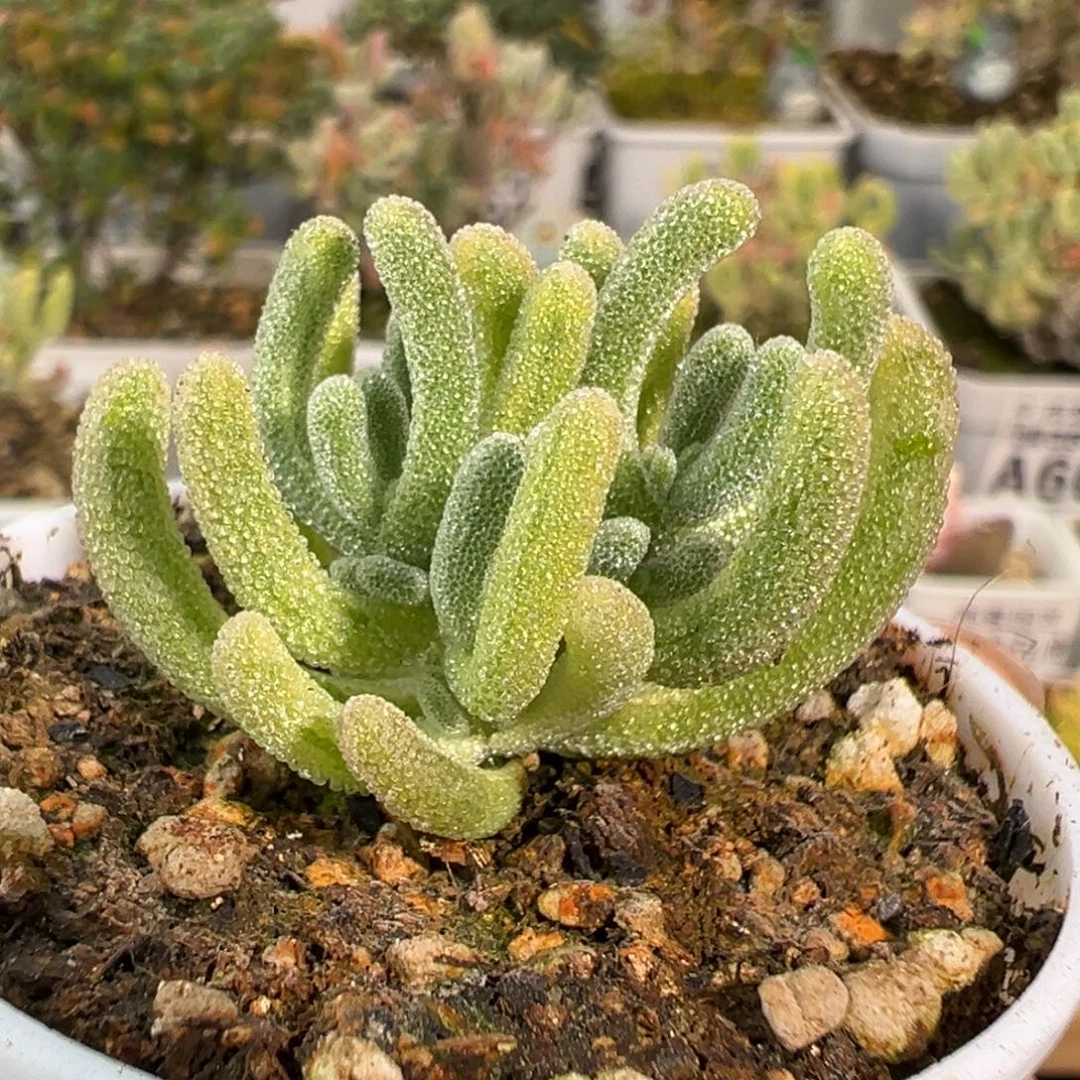 2-013白闪光带一点拉丝锦五圆盆