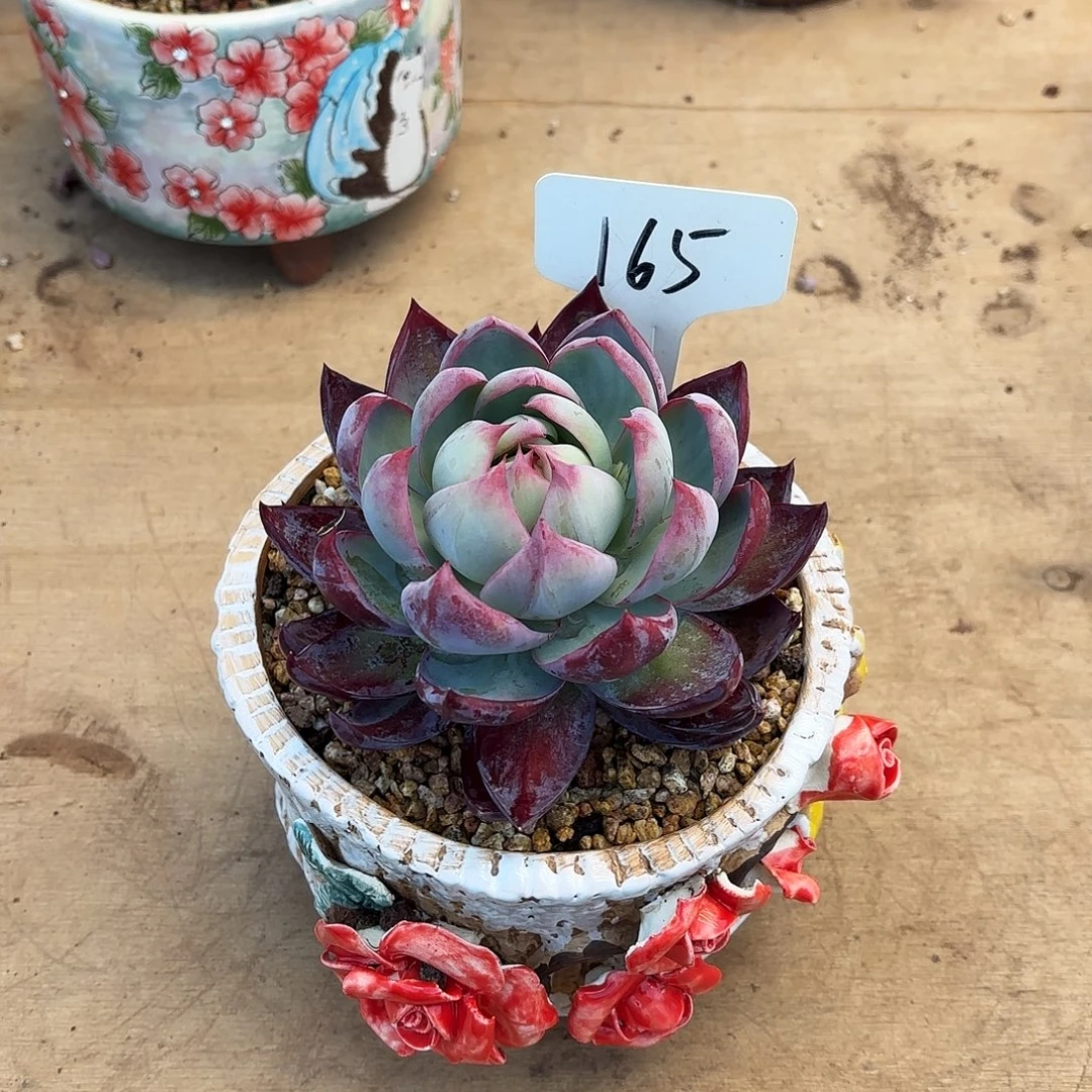 多肉植物，惊鸿仙子165号