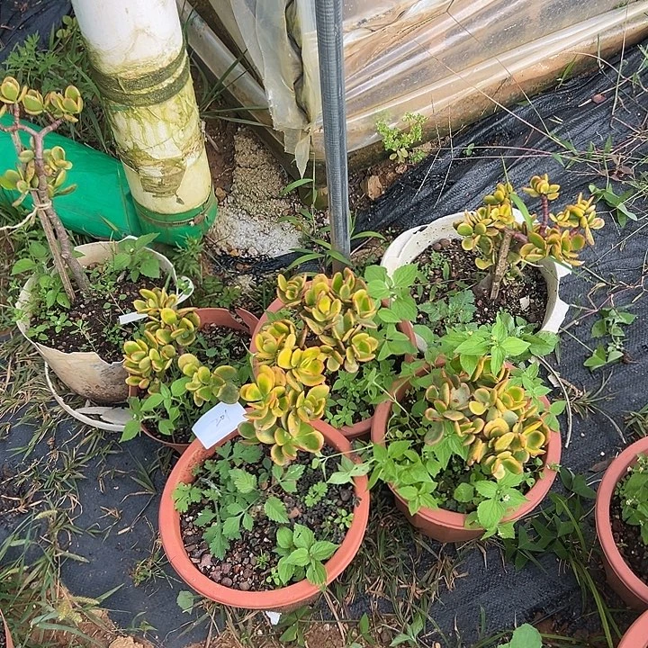 微***哥多肉植物实物直播实物201