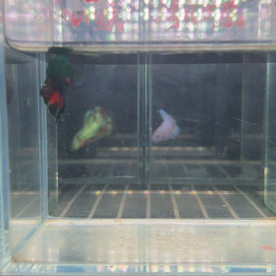 海水热带鱼斗鱼16号